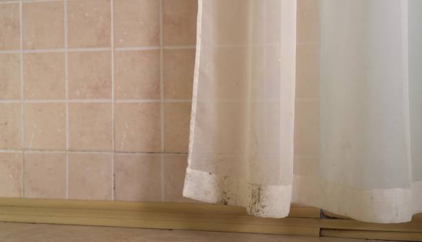 Best Mold Damage Restoration  in Wurtsboro, NY