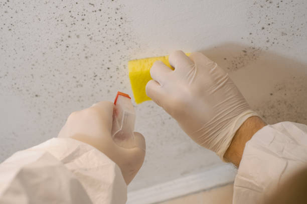 Reliable Wurtsboro, NY Mold Removal Solutions